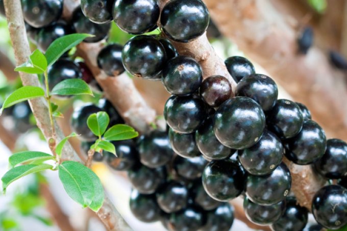 jabuticaba